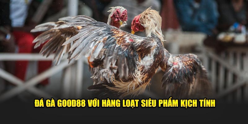 Đá gà GOOD88 với hàng loạt siêu phẩm kịch tính