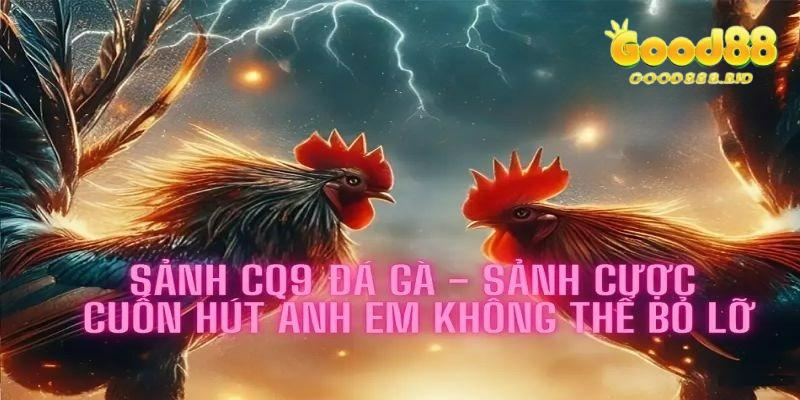 Sảnh đá gà CQ9 với những thông tin cơ bản nhất