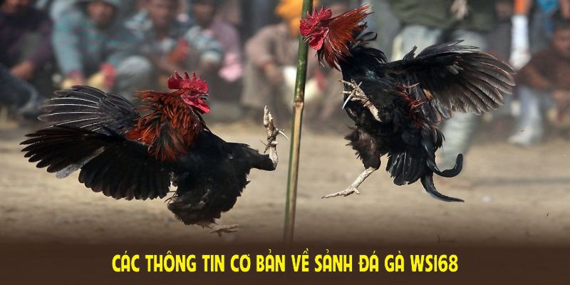 Các thông tin cơ bản về sảnh đá gà WS168 người chơi nên nắm rõ