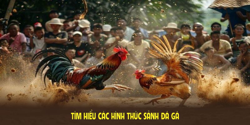 Tìm hiểu các hình thức sảnh đá gà WS168 nổi bật nhất hiện nay